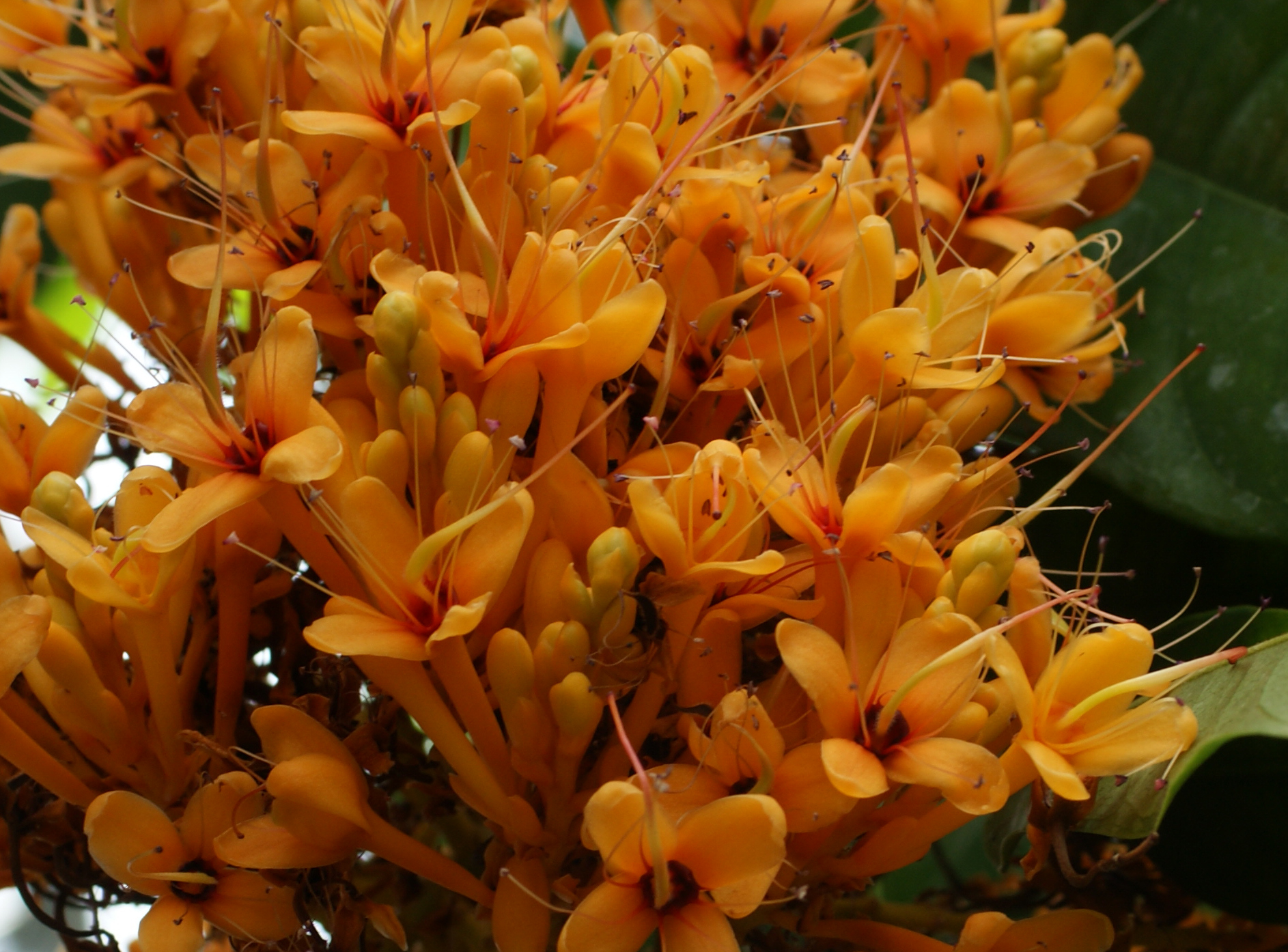 跡見群芳譜(外来植物譜 ムユウジュ)